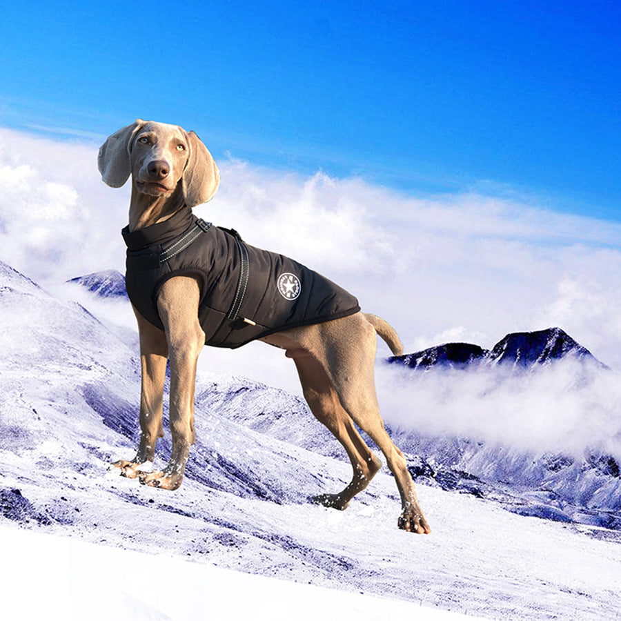 Veste chaude pour chien épaisse et imperméable avec harnais