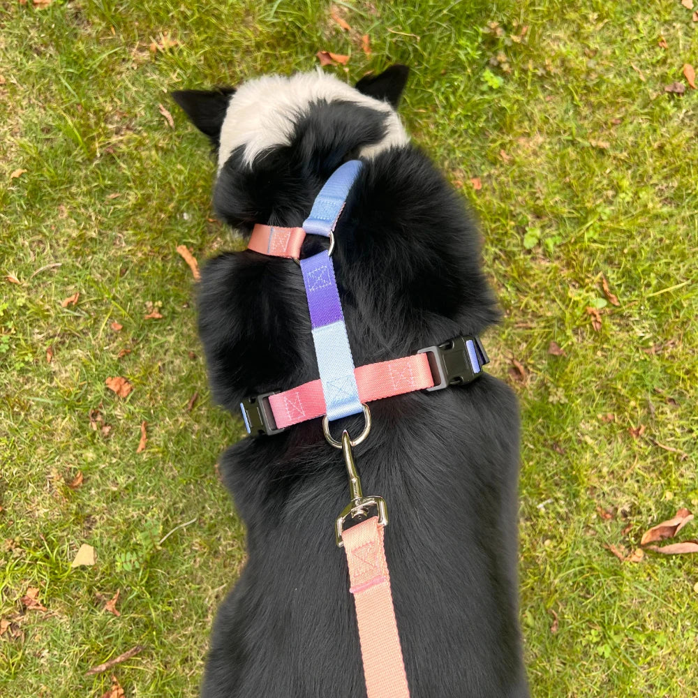 Dog chest harness and wiring harness set, waterproof nylon, anti slip, lightweight for walking dogs for all body types of dogs