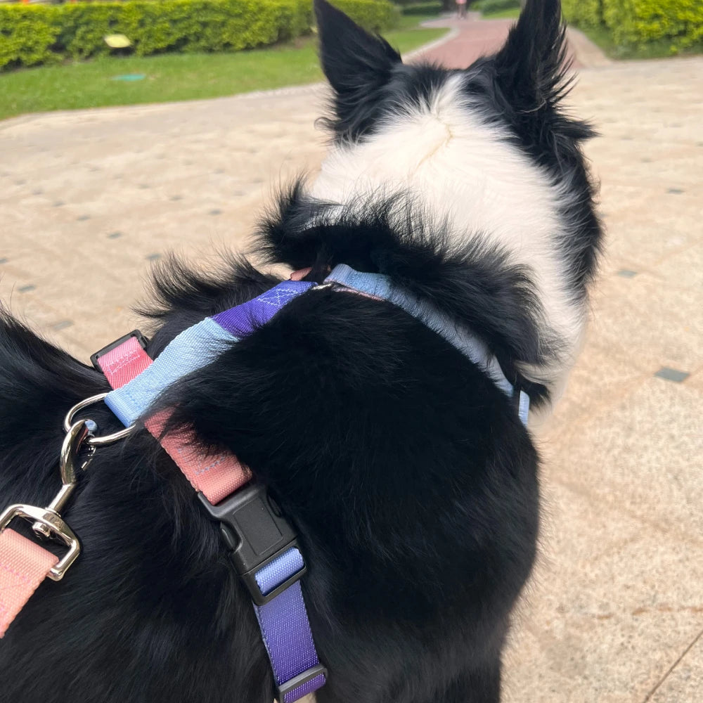Dog chest harness and wiring harness set, waterproof nylon, anti slip, lightweight for walking dogs for all body types of dogs