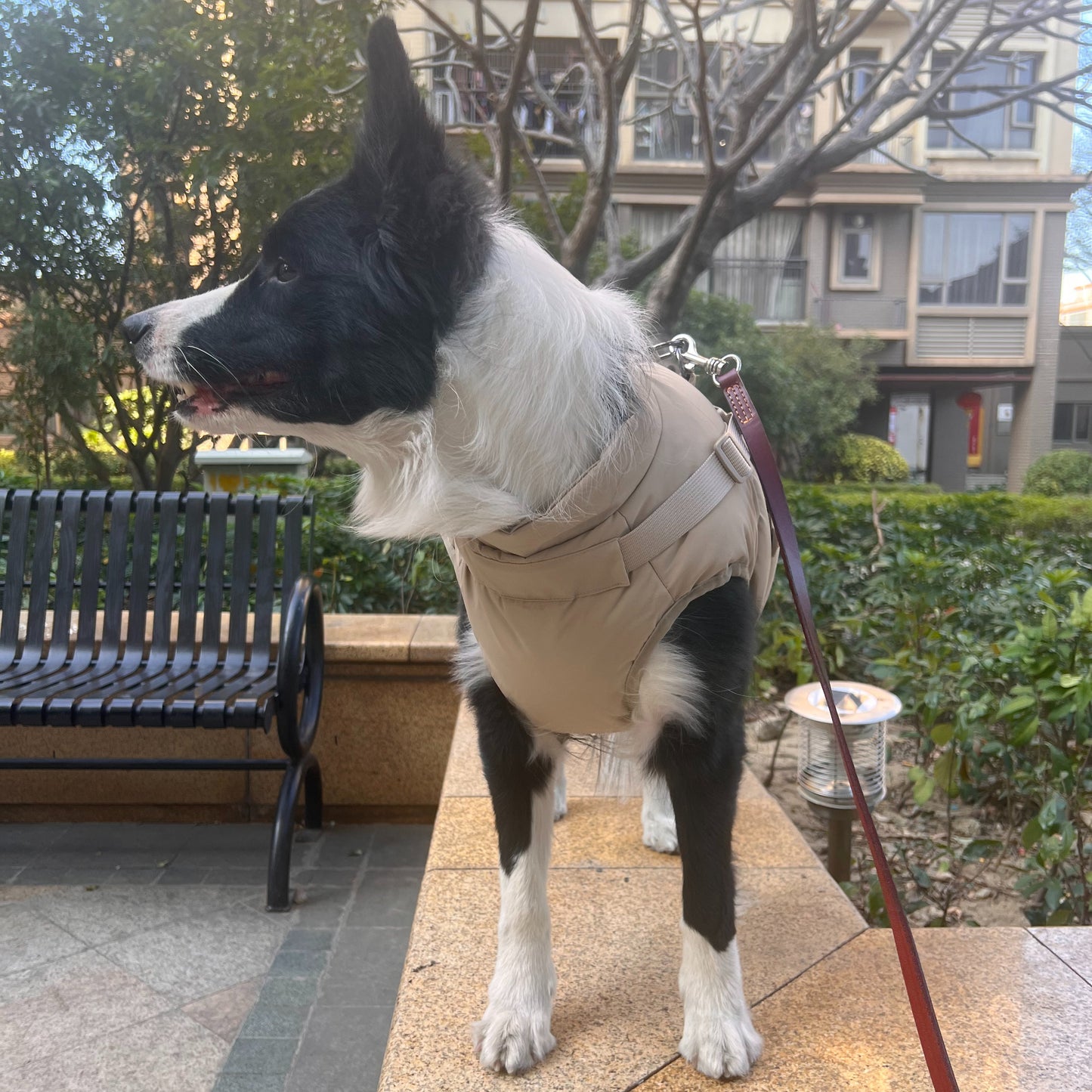 Waterproof dog jacket | Adjustable dog coat | With strap design | Windproof and rainproof pet coat in Morandi color | Suitable for all dogs