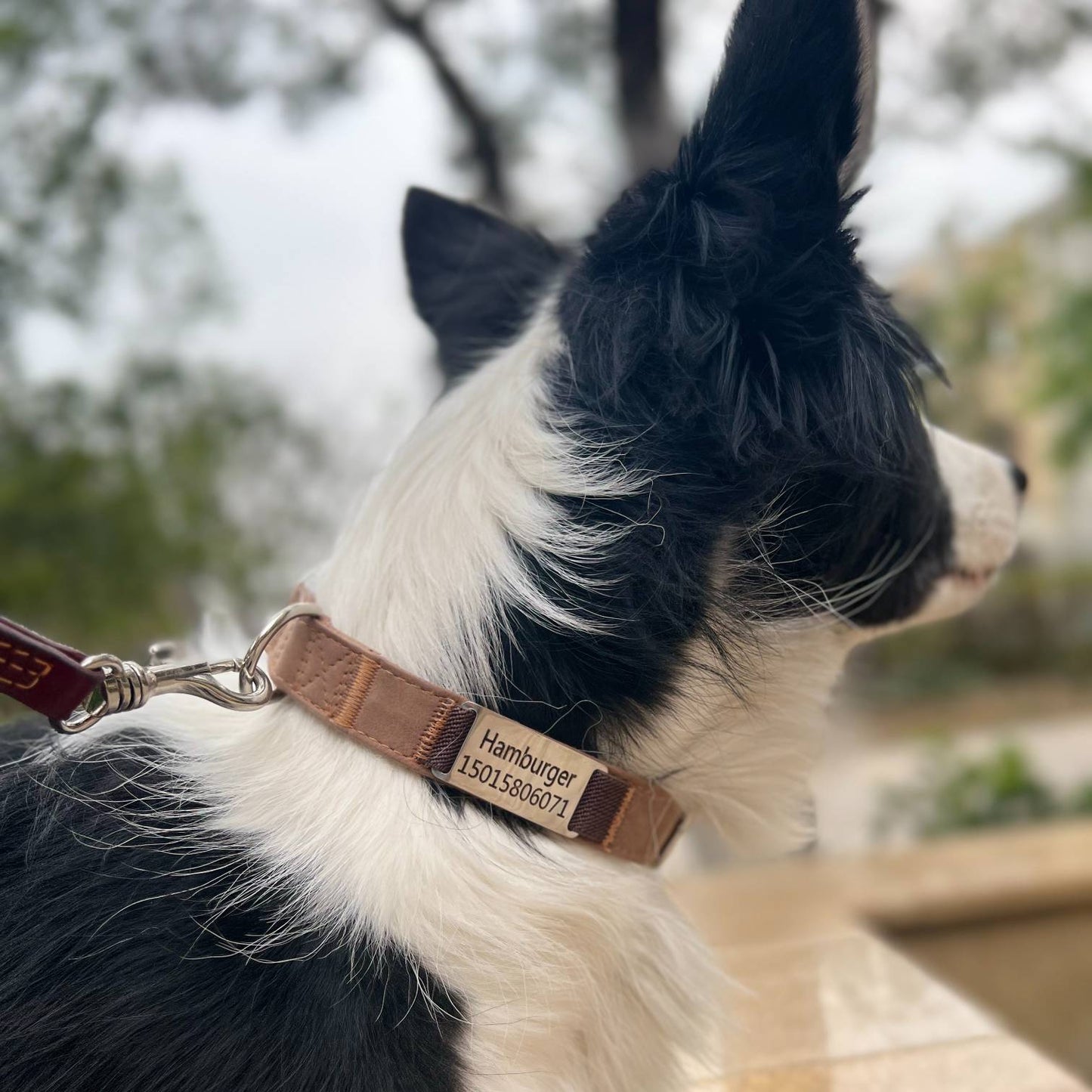 Personalized dog collars, leather dog collars with custom names