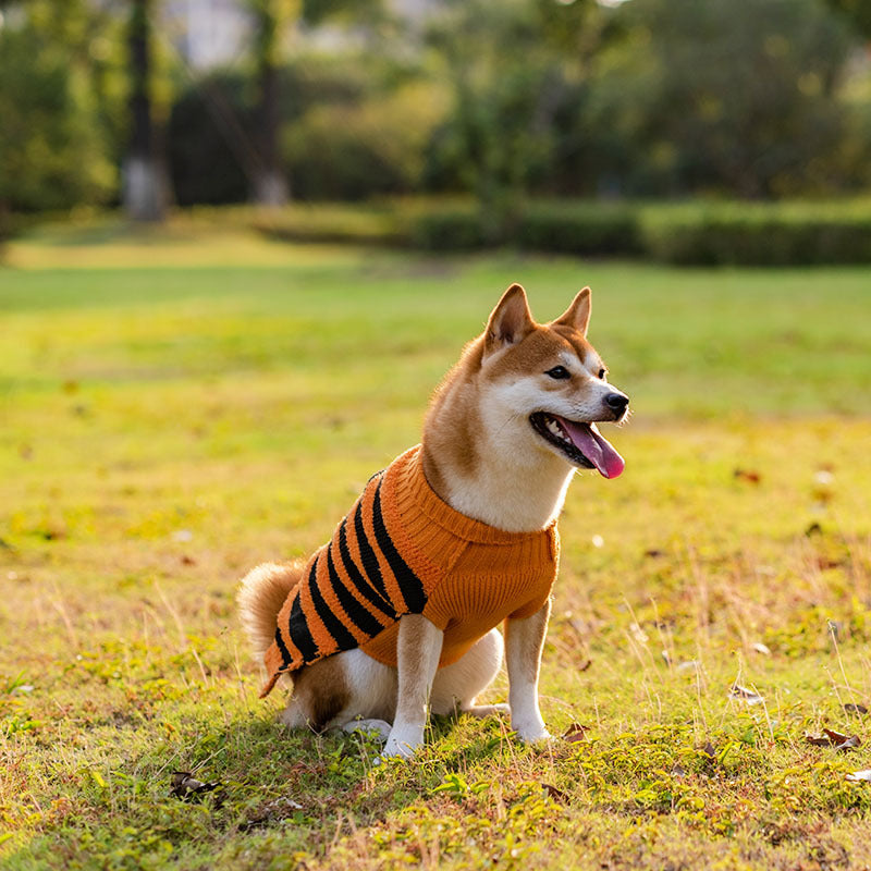 Pull chaud pour chien élégant et simple