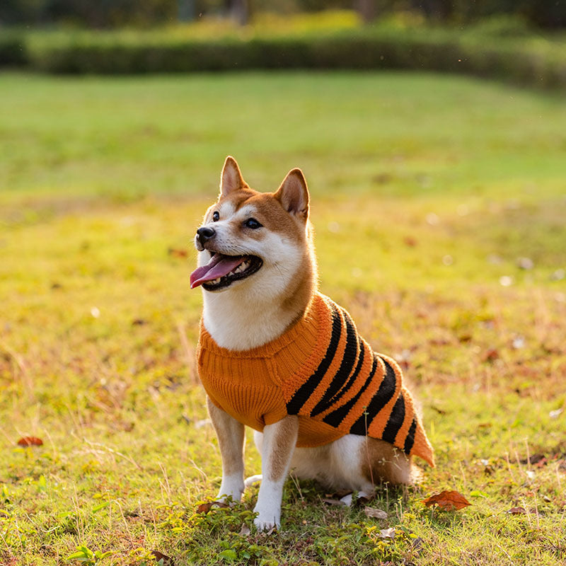 Pull chaud pour chien élégant et simple