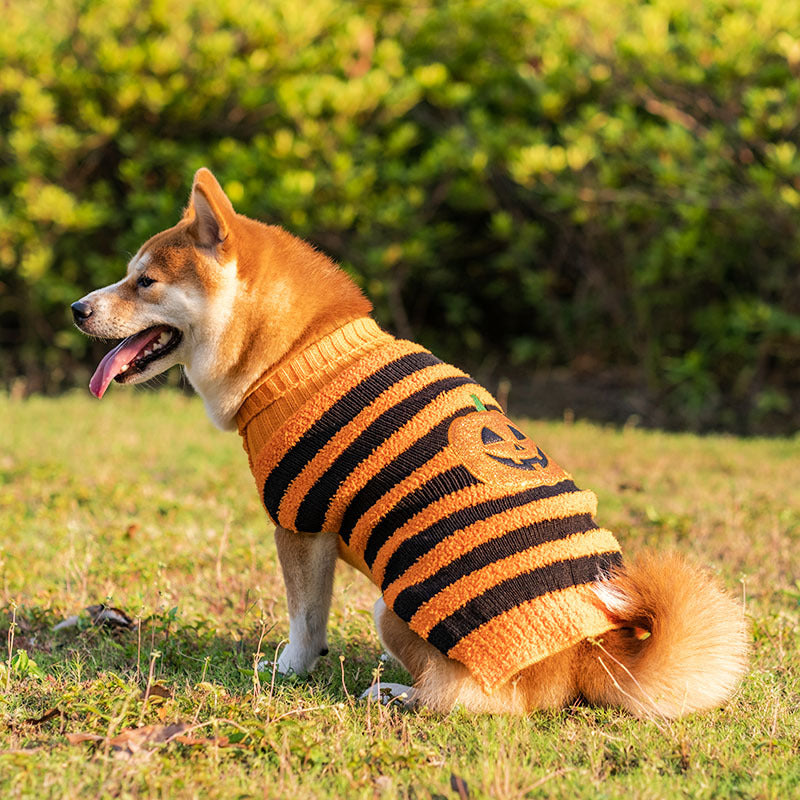 Pull chaud pour chien élégant et simple