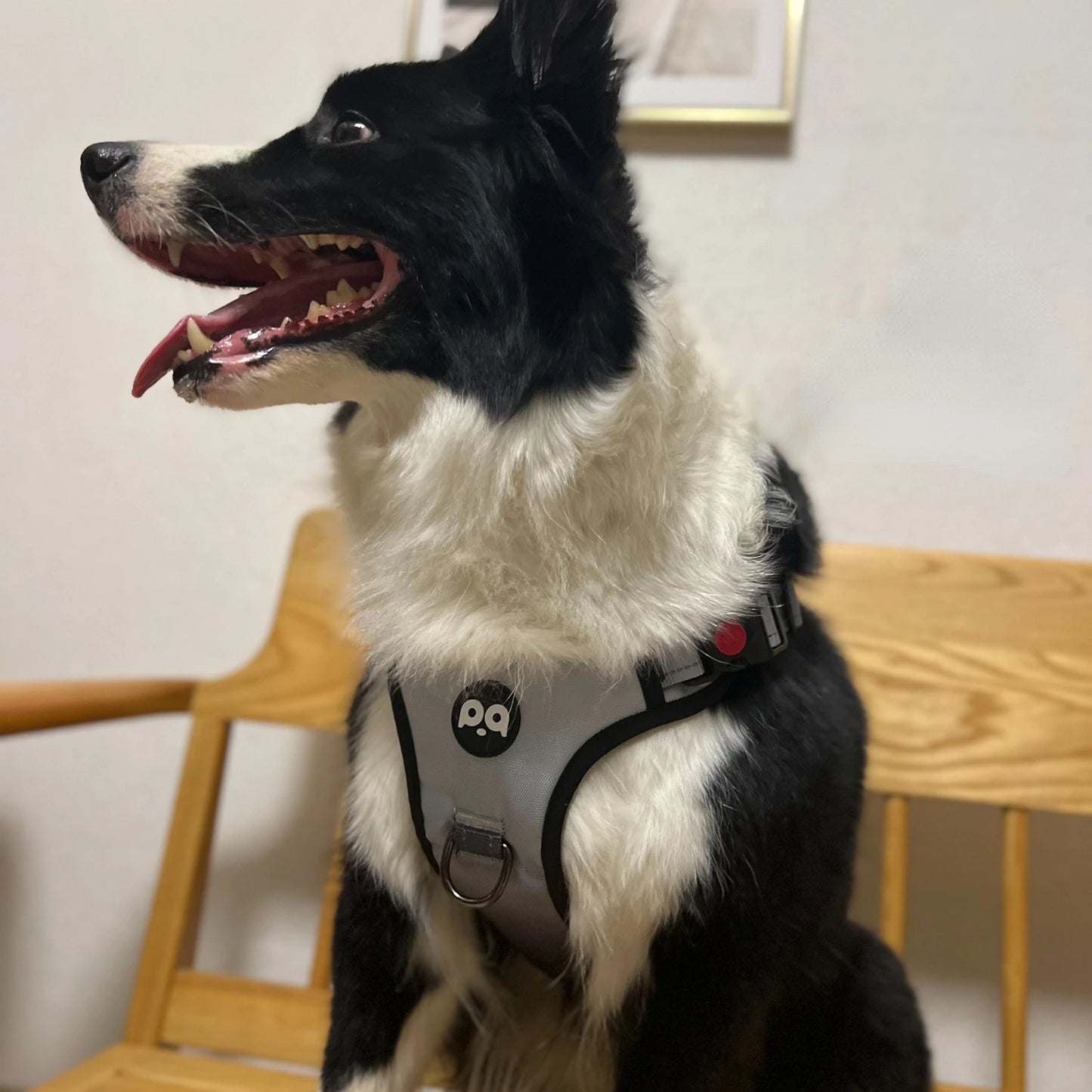 Cool Luminous Dog Harness with Handle - 6+ Hours of Battery Life, Waterproof Oxford Cloth, Fashionable Way to Walk Your Dog