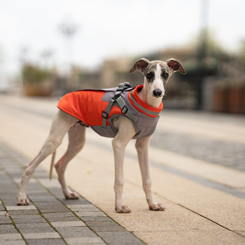 Manteau d'hiver pour chien avec poitrine et dos pour la traction des chiens de petite et moyenne taille 